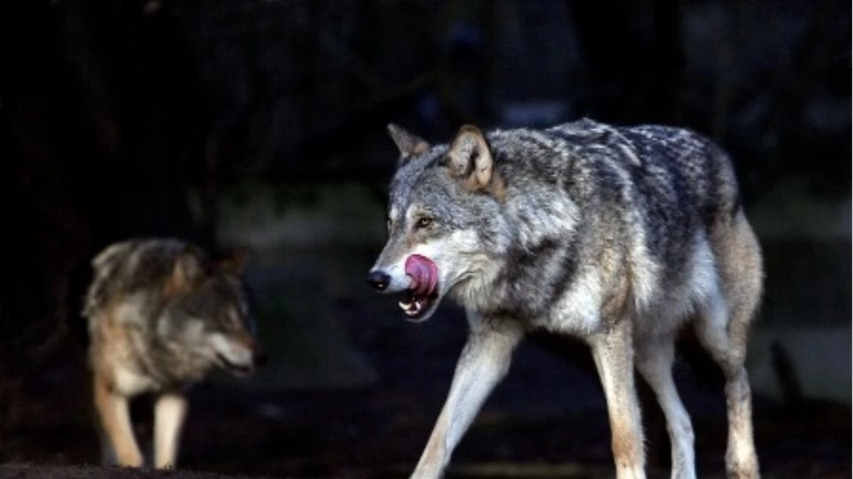 Επίθεση λύκων σε πρόσφυγες που πήγαιναν στην Αλβανία!